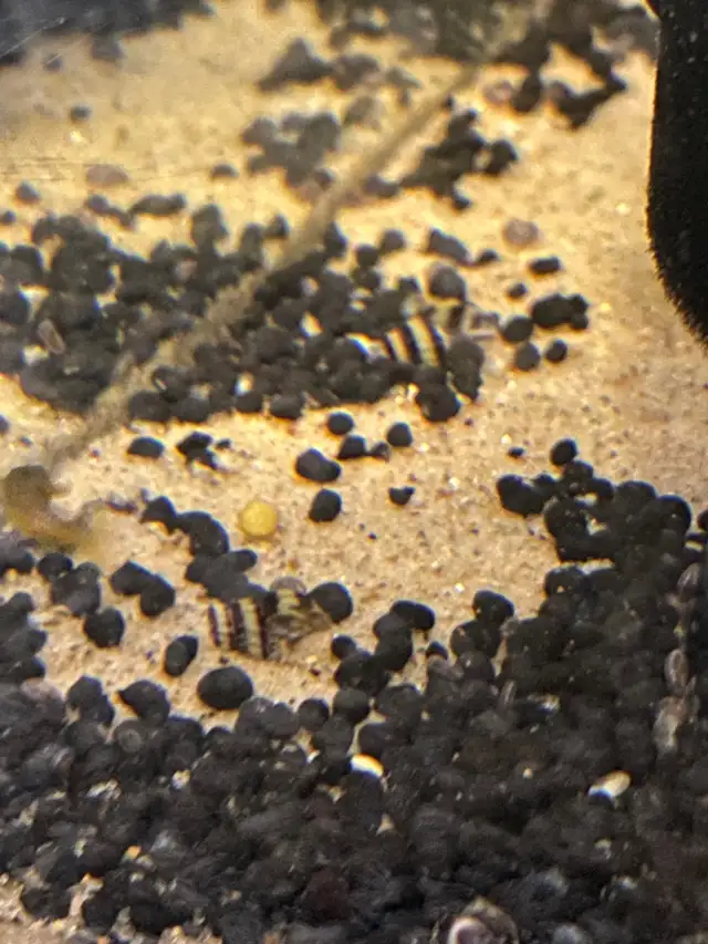 Assassin snails in Fish for Rehoming in Kingston - Image 2