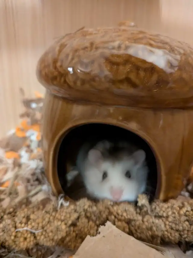 Roborowsky Hamster for Rehoming in Small Animals for Rehoming in Ottawa - Image 5