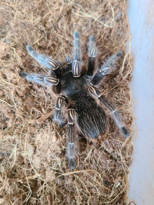 Tarantulas for sale! (READ DESCRIPTION PLS) in Reptiles & Amphibians for Rehoming in City of Toronto - Image 2