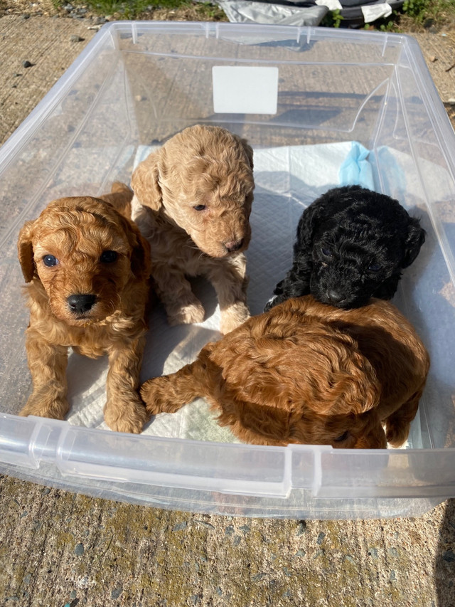 (2 Boys Left) Mini GoldenDoodles  (Ready May 23rd) in Dogs & Puppies for Rehoming in City of Halifax - Image 2
