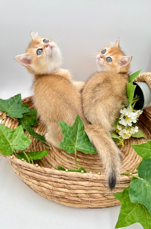 Handsome British Shorthair Kittens  in Cats & Kittens for Rehoming in Markham / York Region - Image 4