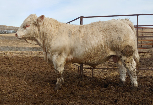 Purebred Charolais Bulls in Livestock in Portage la Prairie - Image 2
