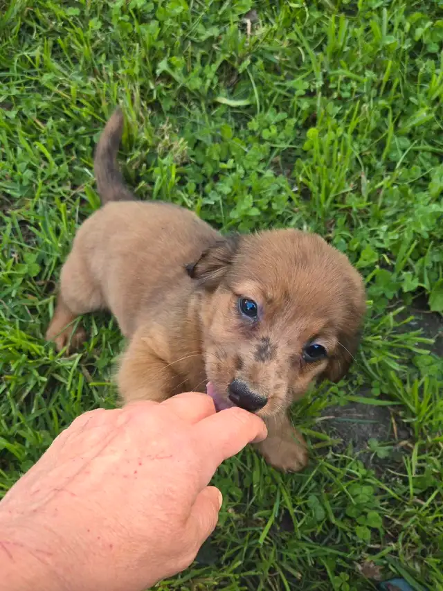 Miniature Daschund Miniature Australian Shepherd Puppies for Sal in Dogs & Puppies for Rehoming in Woodstock - Image 5
