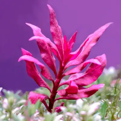 LIVE AQUARIUM PLANT : ALTERNANTHERA RECKNII MINI VARIEGATED, View more