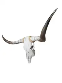 Cow / bull skull / cowhide / horns