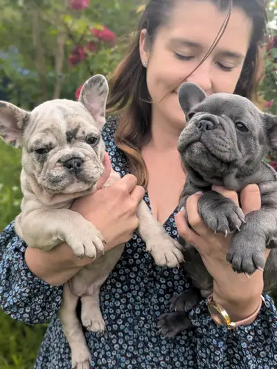French bulldog, View more