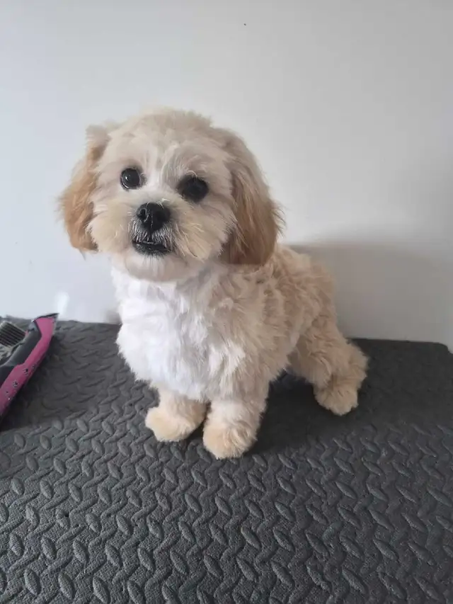 Toy shihtzu poodle..Only one puppy left in Dogs & Puppies for Rehoming in Winnipeg - Image 5