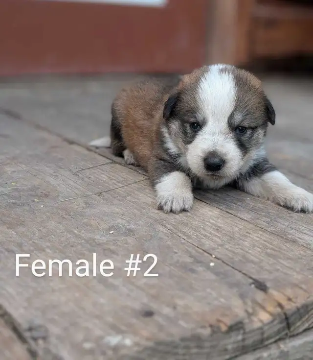 Mini Australian in Dogs & Puppies for Rehoming in Winnipeg - Image 9