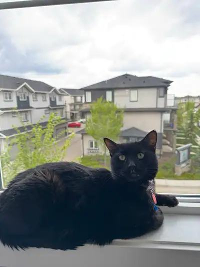 The Ultimate Dog/Cat Sitter & Walker! (Overnight Rates Too!) , View more