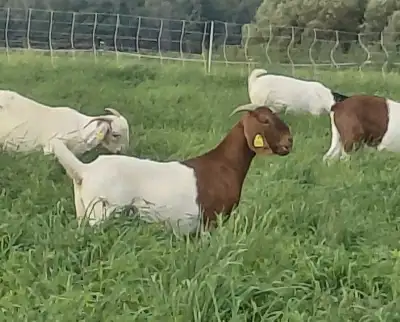 Replacement meat goat females for sale. Price is $650 on choice. Discounts on volume or repeat buyer...