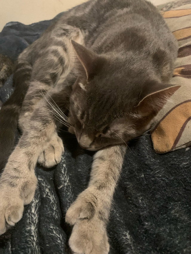chat donner  dans Chats et chatons à adopter  à Ville de Montréal