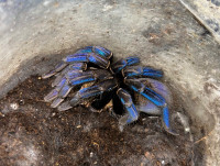 Female Cobalt Blue Tarantulas!