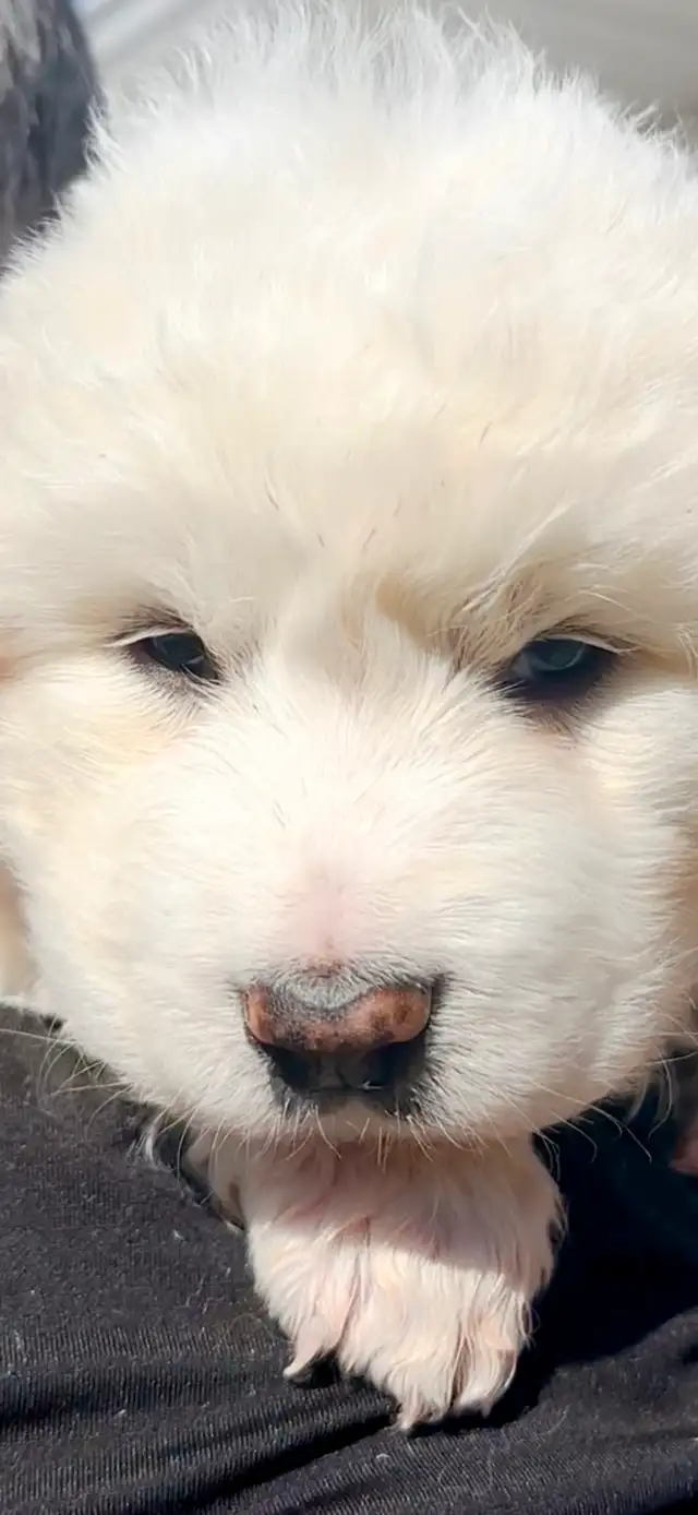 Great Pyrenees puppies ( PUREBRED) in Dogs & Puppies for Rehoming in St. Albert - Image 6