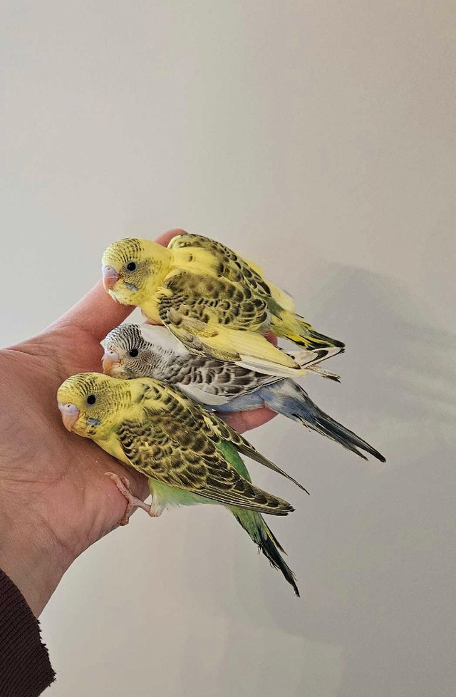 2 LEFT! Adorable Baby budgies  in Birds for Rehoming in Winnipeg - Image 4