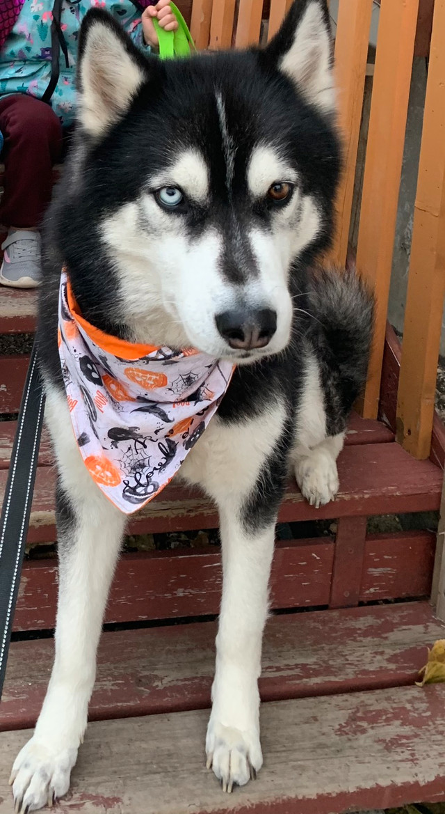 Rehoming indoor dog name Loki Dogs & Puppies for Rehoming Portage