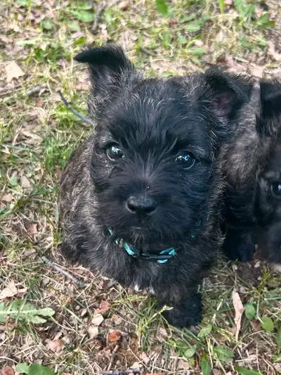 Cairn x Westie Puppy - SOLD-!!!, View more
