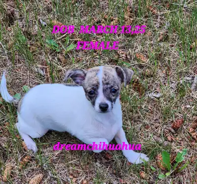 Female Chihuahua, View more