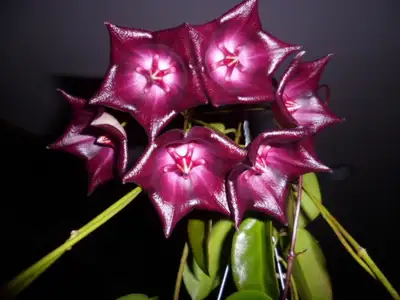 hoya kaimuki, View more