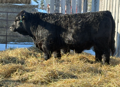 Purebred Simmental Yearling Bull Ready To Work!, View more