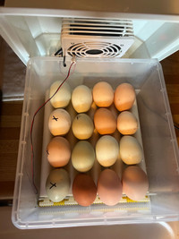 Barnyard mix Hatching Eggs 