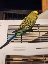 Budgie & Cage