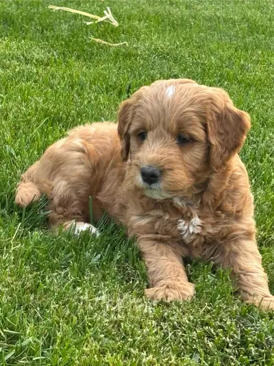 READY TO GO!! 5 happy bouncy mini golden doodles ready for new homes anytime after June 6. These pla...