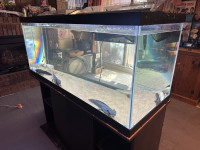 75 gallon (not with animals) aquarium fish tank large with table