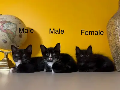 Lovely kittens , View more