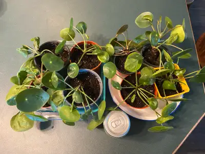 healthy indoor pancake plants, View more