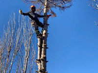 Steve’s Tree Cutting Service - Insured (431-688-7570)