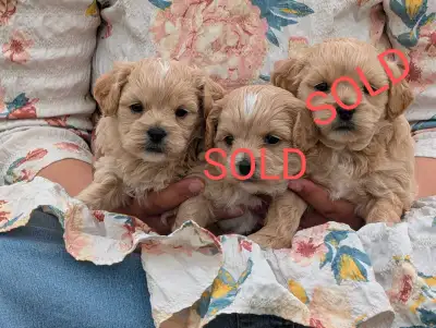 Shihpoo Puppy, View more