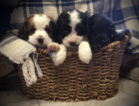 Adorable Cockapoo Puppies Forsale (New Liskeard)