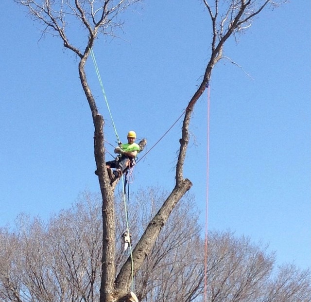 Tree removal / Tree pruning / Storm Damaged trees Lawn, Tree