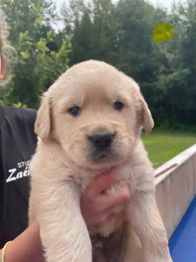 Chiots golden retriever, View more