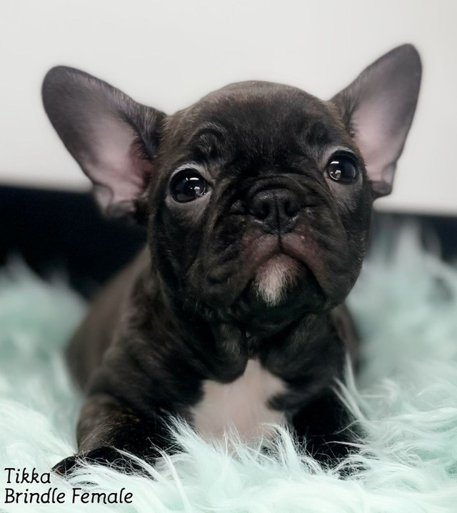 Frenchton Puppies in Dogs & Puppies for Rehoming in Delta/Surrey/Langley