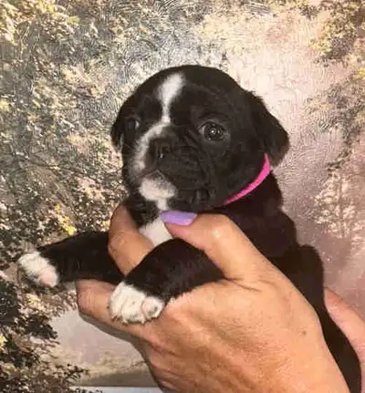 BUGG PUPPIES, View more
