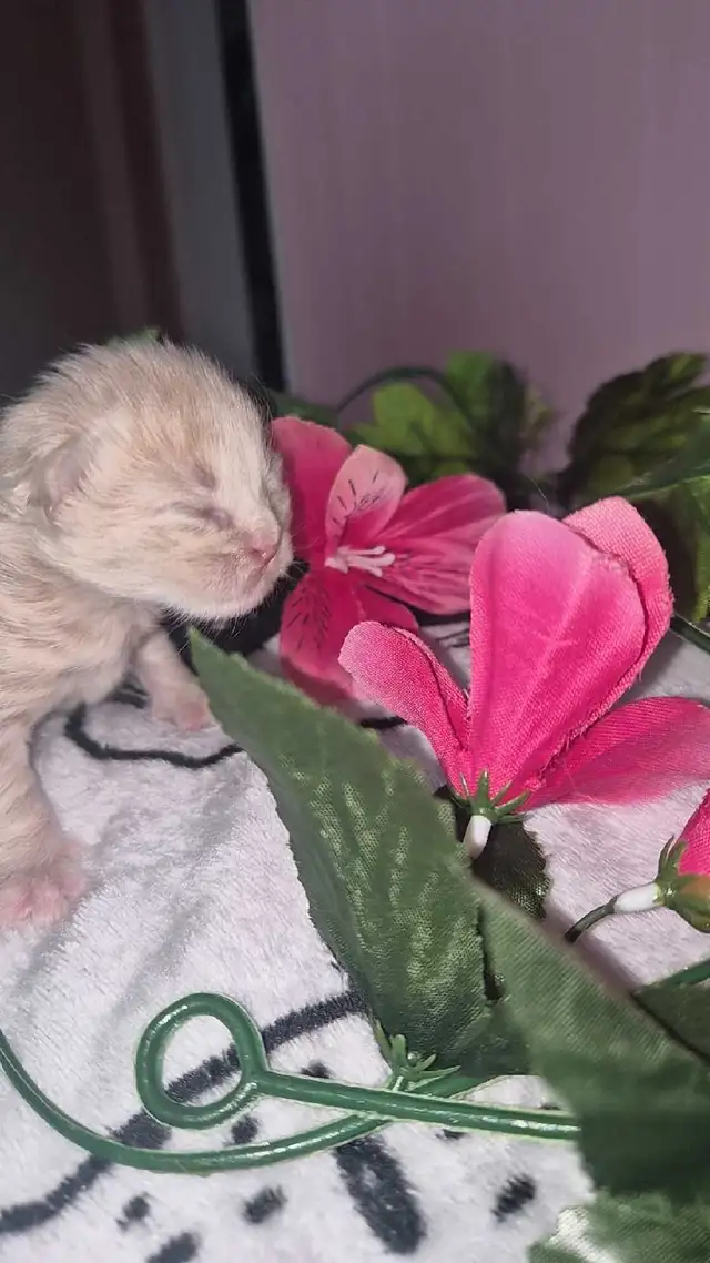 Maine Coon &amp; persian