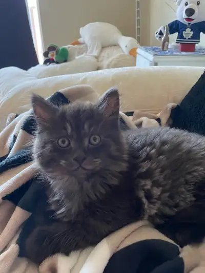 maincoon/mix, View more