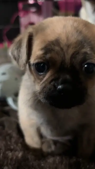 Pug/Chihuahua Puppies, View more