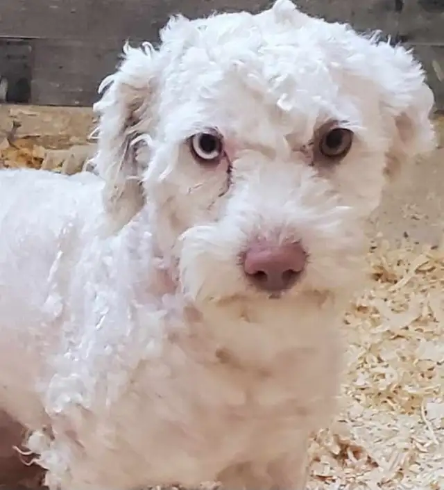 ❤️ADORABLE COCKAPOO❤️ in Dogs & Puppies for Rehoming in St. Albert - Image 9