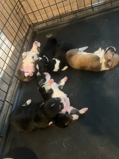 Pembroke Welsh Corgi ready to be rehome, View more