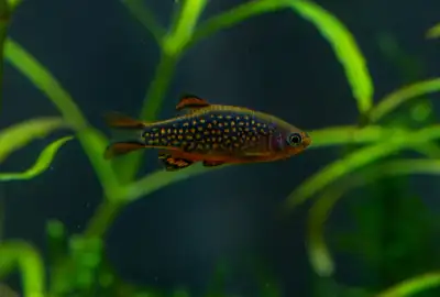 Celestial Pearl Danio, View more