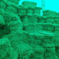 Hay for sale / Foin a vendre