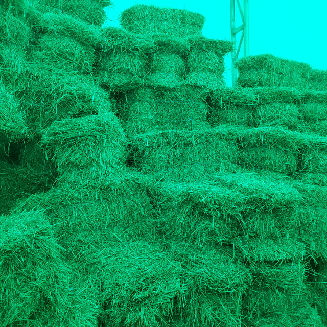 Hay for sale / Foin a vendre dans Accessoires pour bétails et chevaux  à Edmundston