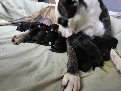 Harley just had 12 adorable puppies on April 25-26, 2025! There are 4 females and 8 males. Harley is...
