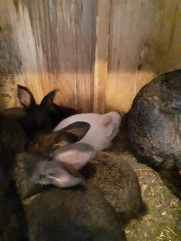 Rabbits , Flemish , meat or pets Livestock Woodstock Kijiji