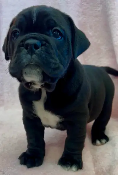 Valley Bulldog Puppy!, View more