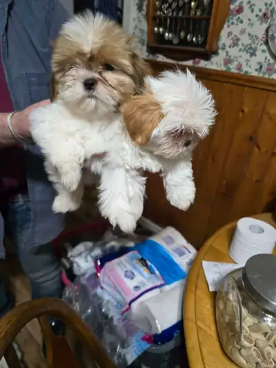 Shih tzu puppies, View more