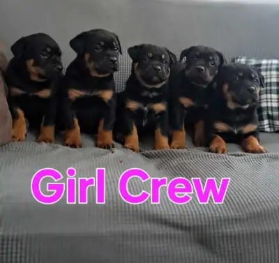 Sweet, adorable, Bulldog/ Rottweiler Pups looking for their forever homes!!! Females are black and b...