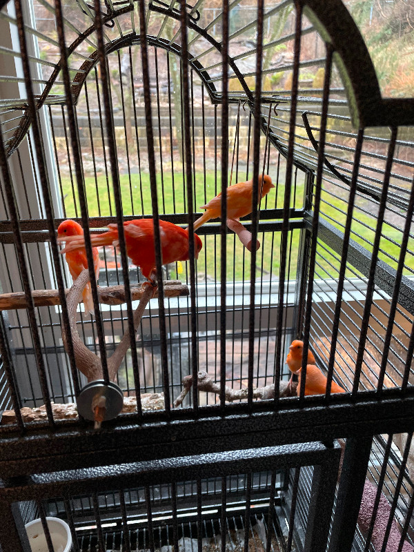 Red factor Canary for sale in Birds for Rehoming in City of Toronto - Image 2